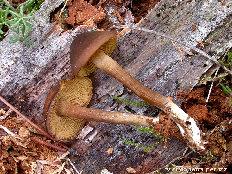 Callistosporium  xanthophyllum